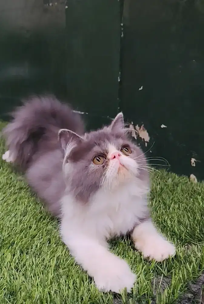 Persia Peaknose Longhair