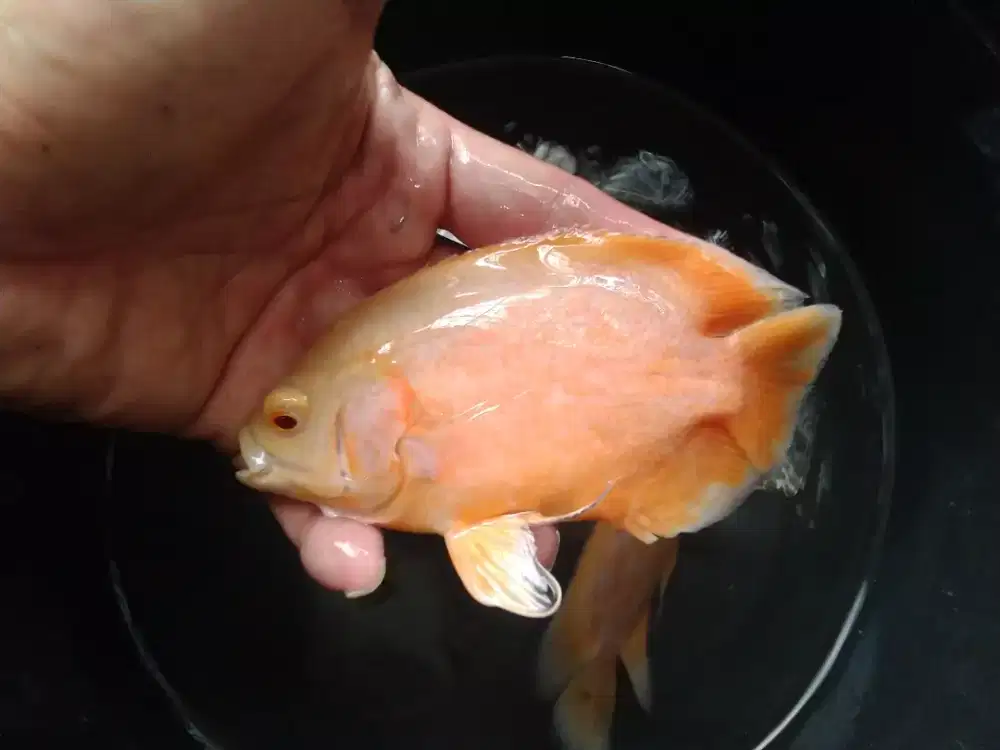 4 Ekor Oscar Albino 14 cm Cakep