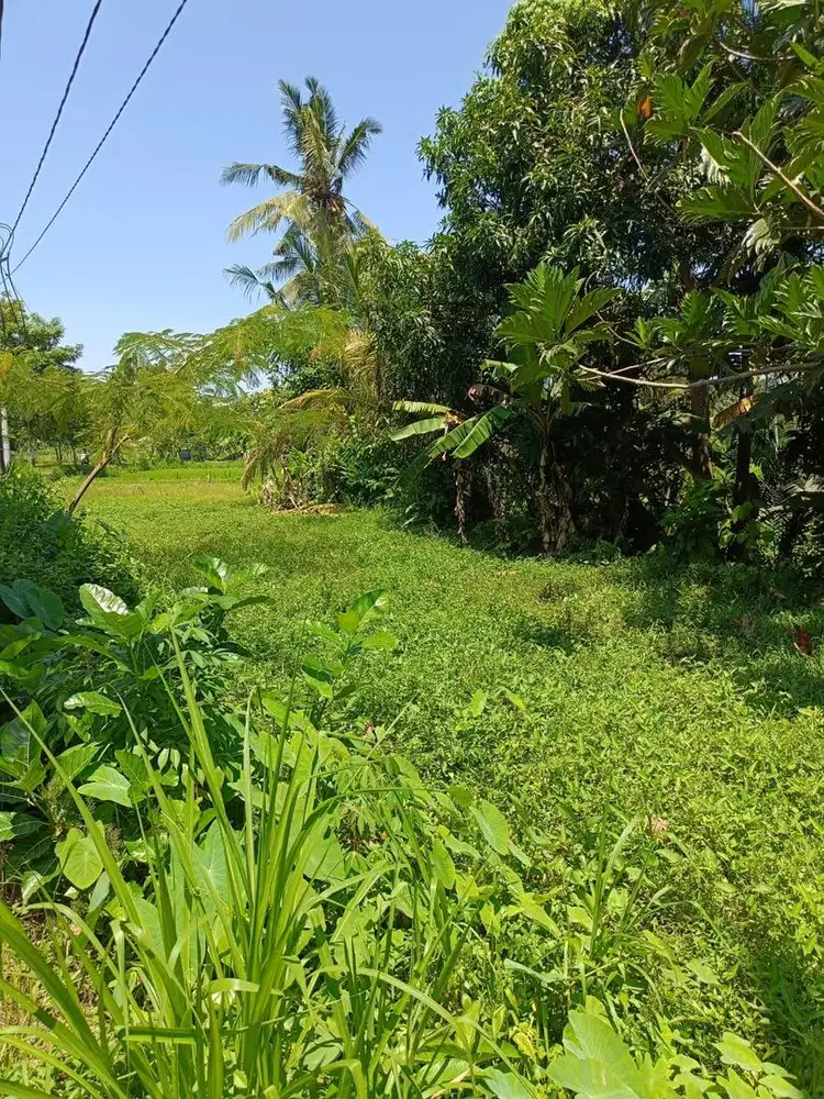 Tanah Dijual: Lokasi Dekat Taman Ujung & Pasar Lokal,View SawahGunung