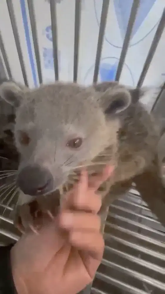 Musang jawa jumbo jinak realpict