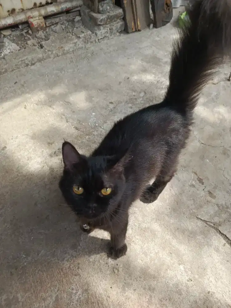 Kucing Anggora Black