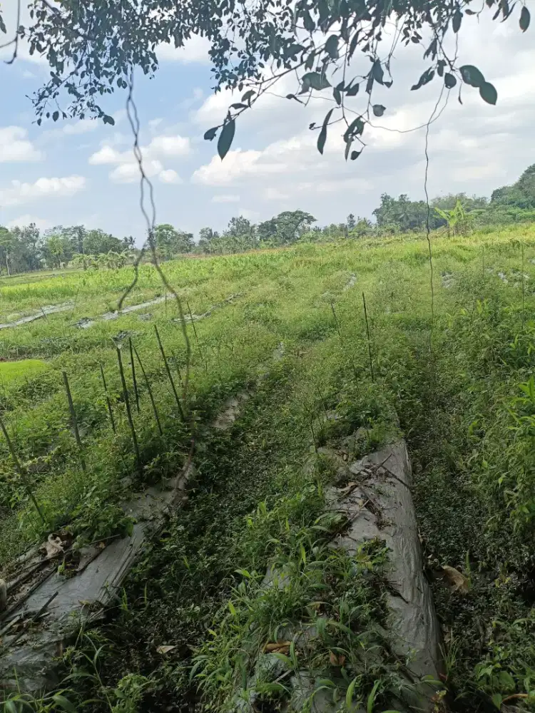 Dijual tanah SHM sawah subur di samberembe Candibinangun pakem