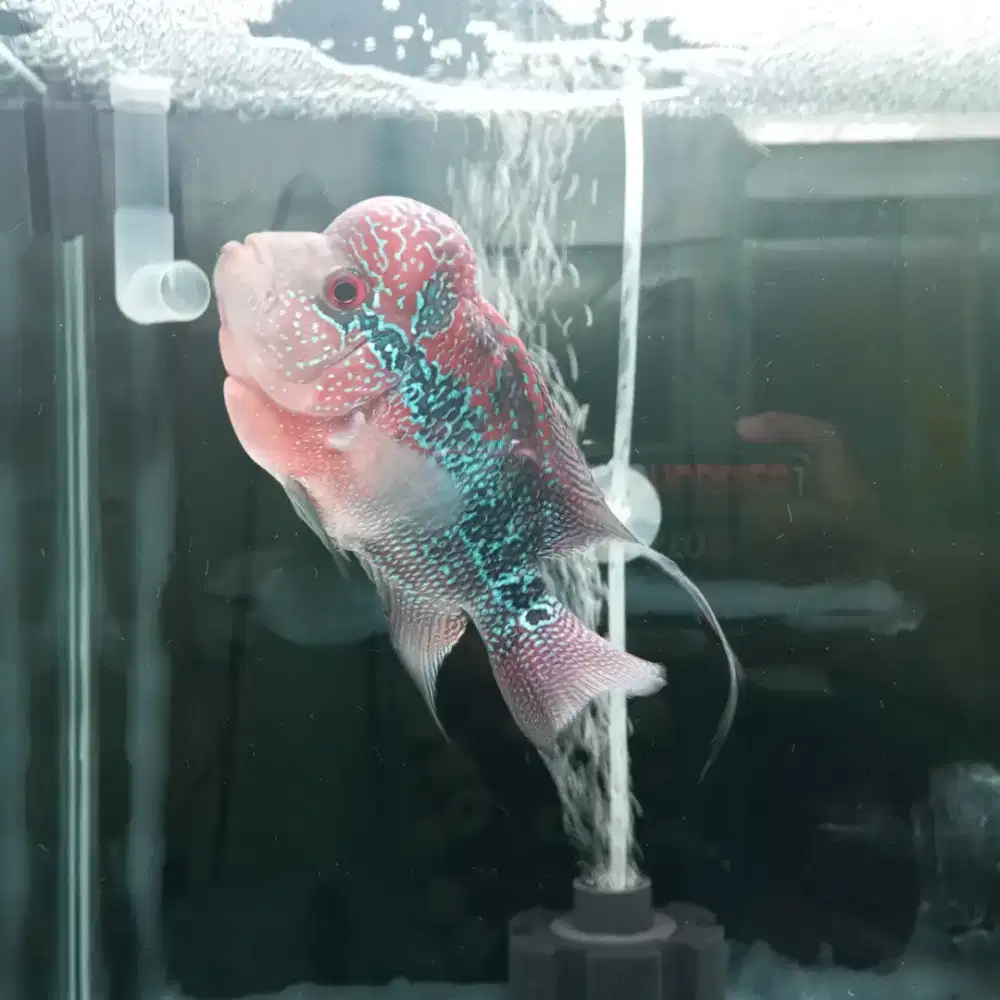 IKAN LOHAN SRD warna merah