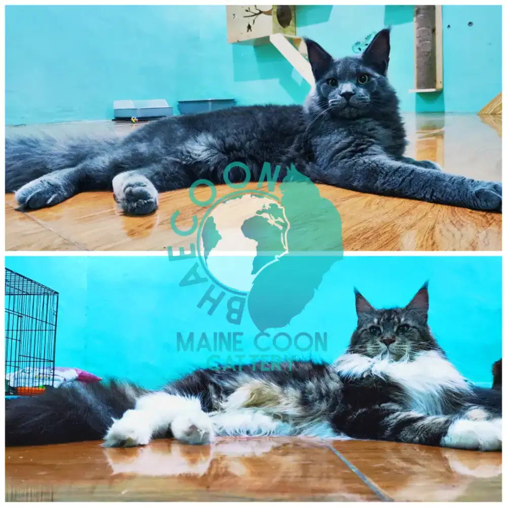 Kucing Mainecoon