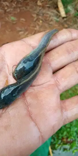 Bibit ikan lele .