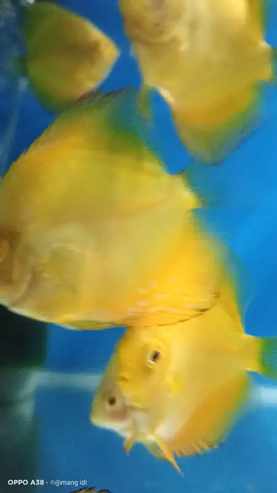IKAN DISCUS GOLDEN YELOW