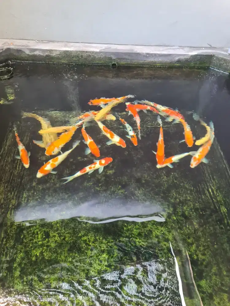 Koi kohaku borongan atau eceran bisa