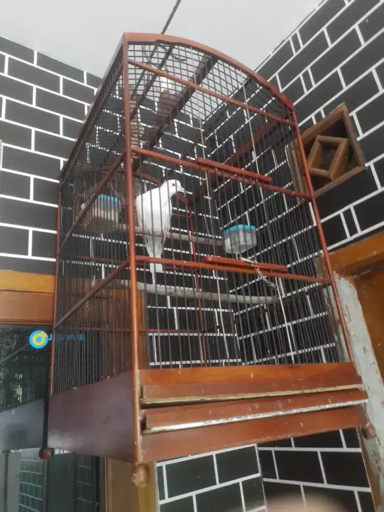 ALBINO MATA MERAH GACOR