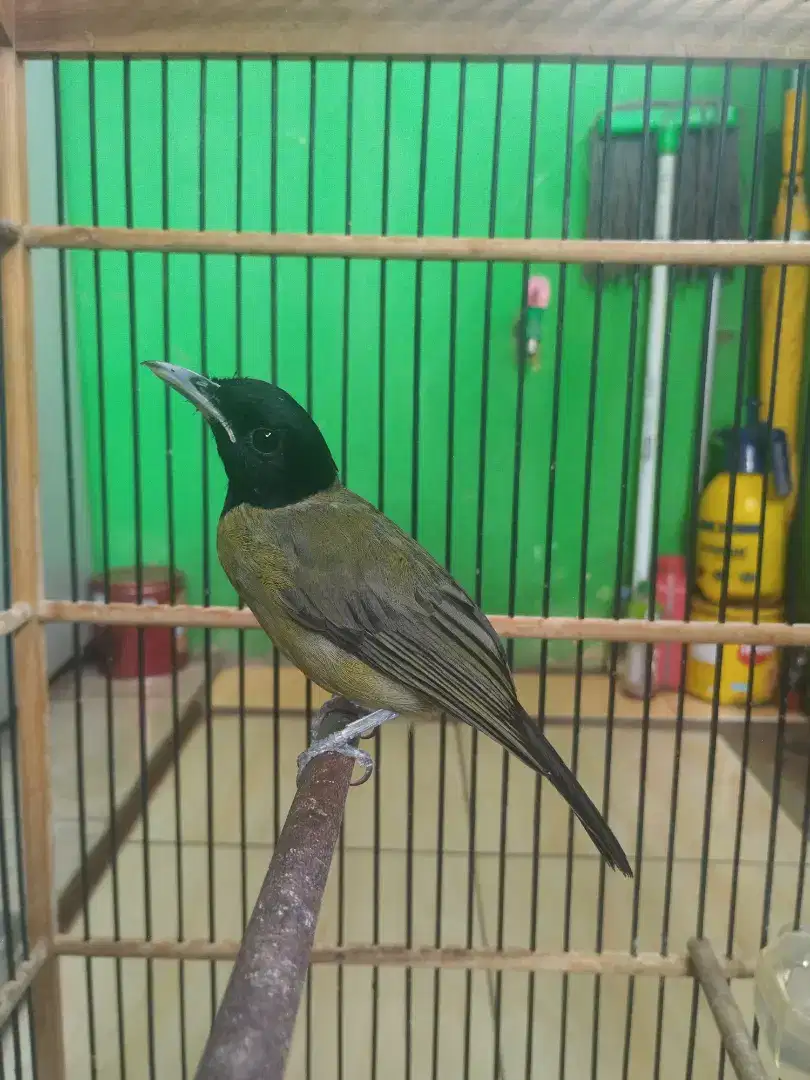 Samyong Jantan Nopeng