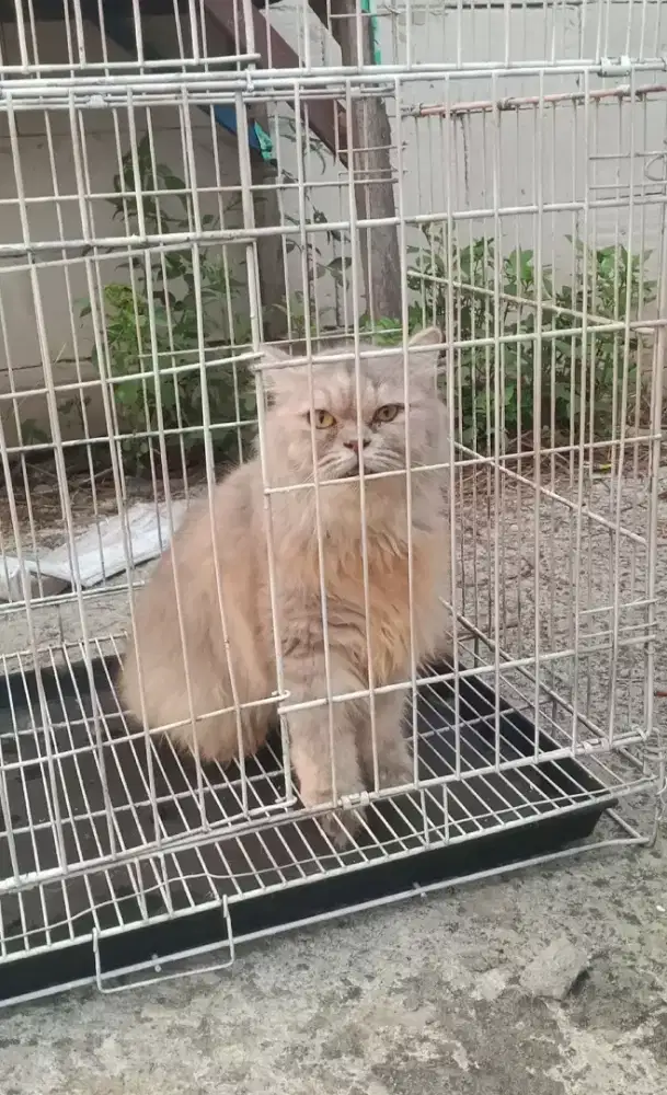 Flatnose betina usia 2 thn