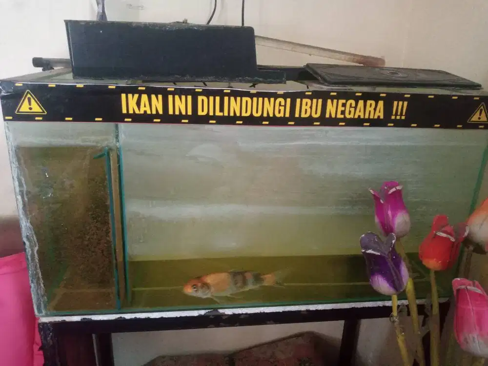 Aquarium Bekas Bio Samping