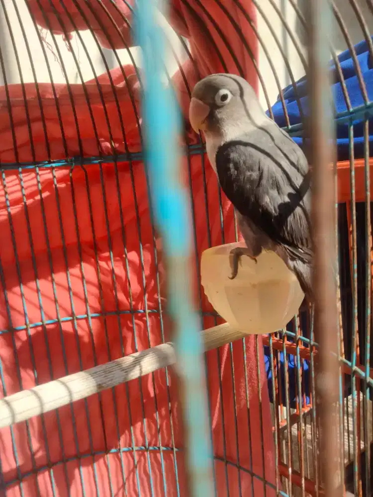 Lovebird warna murah