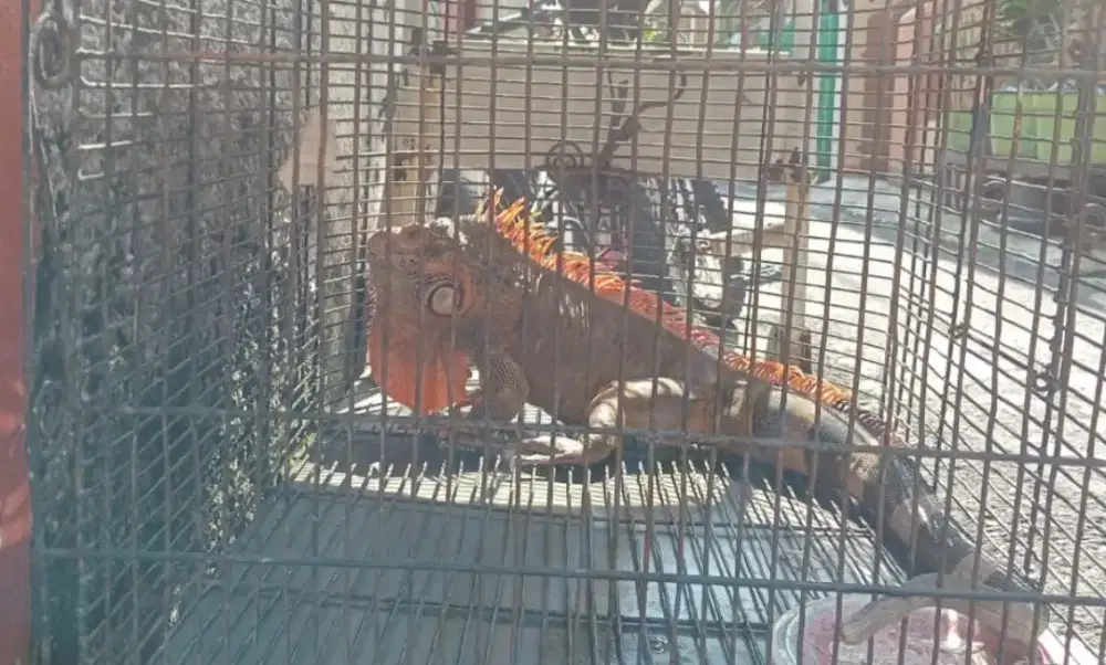 Iguana warna Orange