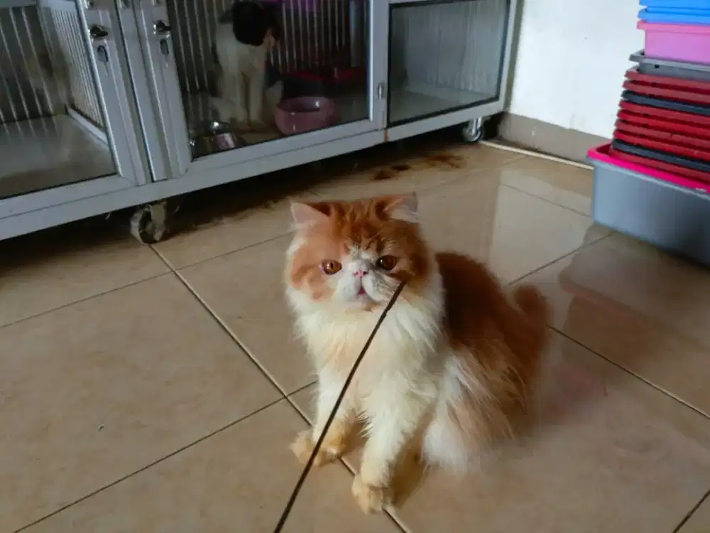 Persian jantan line pedigree