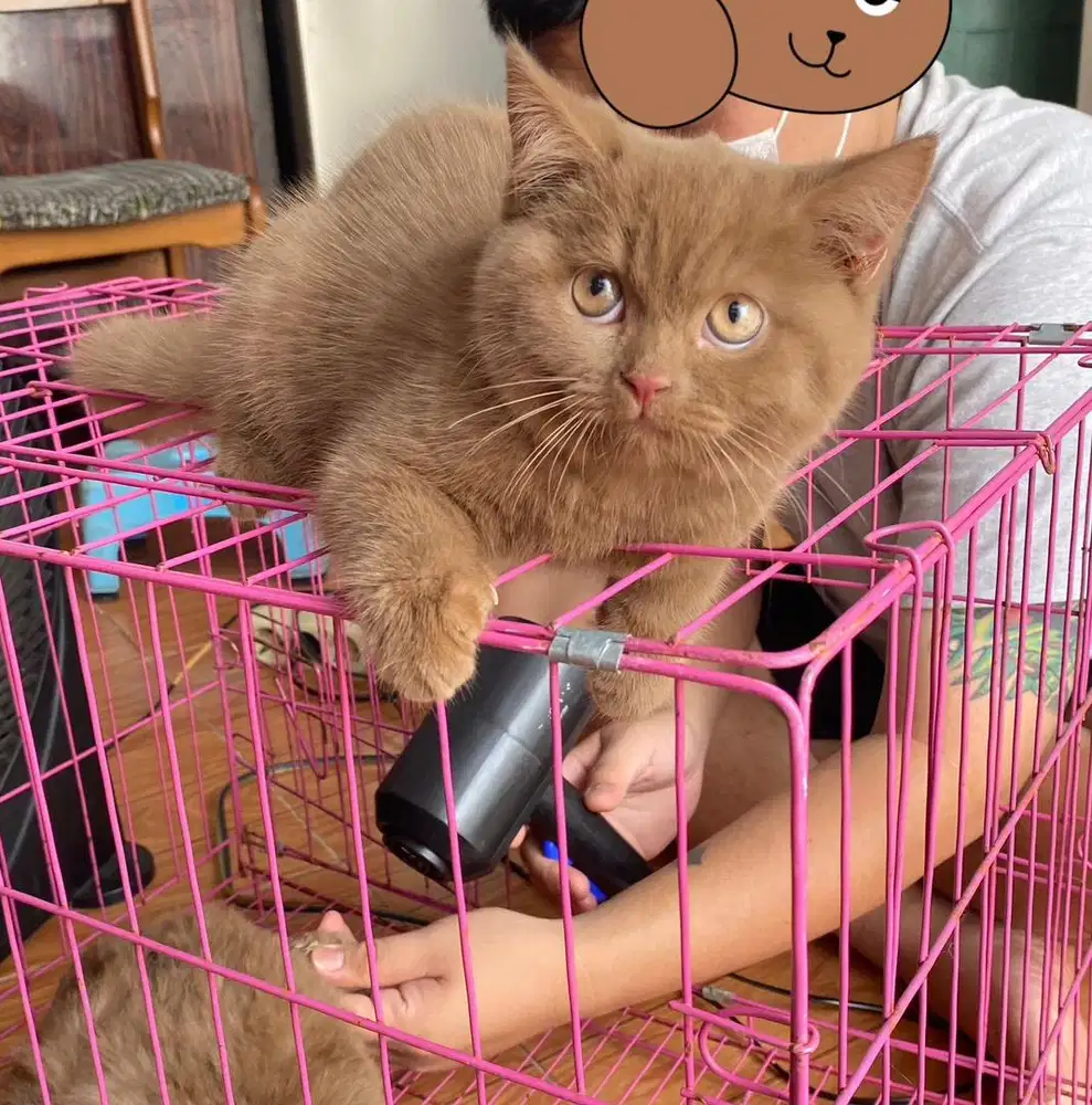 British Shorthair BSH Kitten Cinnamon