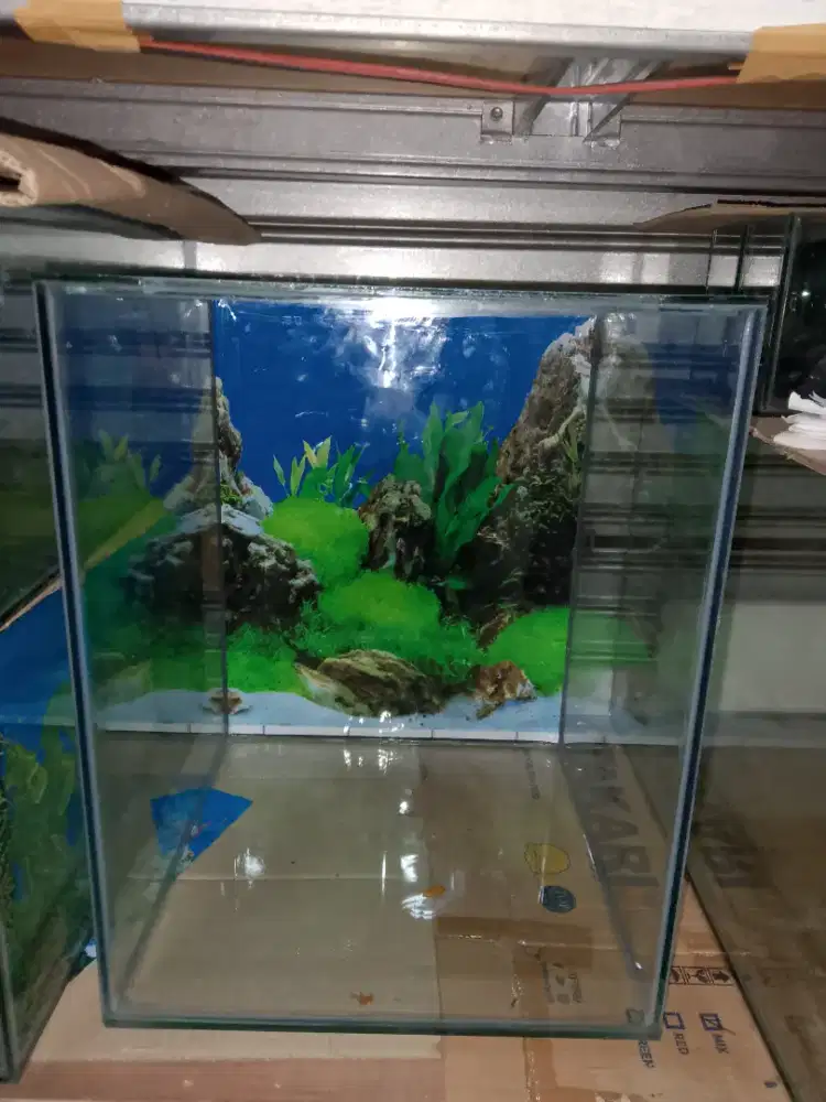 Aquarium baru 40x40x50 cocok untuk louhan