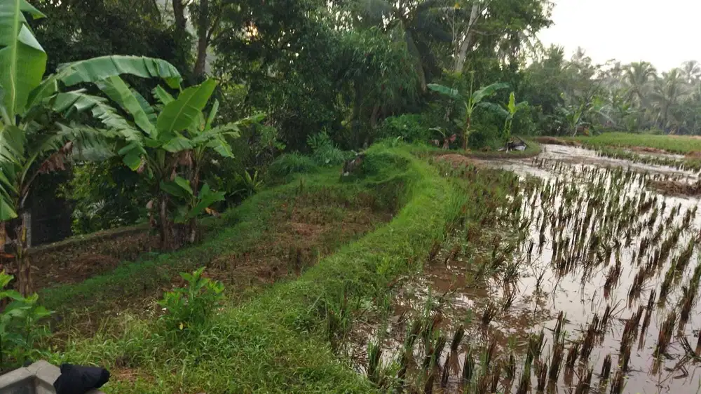 Dijual Cepat Tanah sawah Matang Ditengah Kotak Tasikmalaya