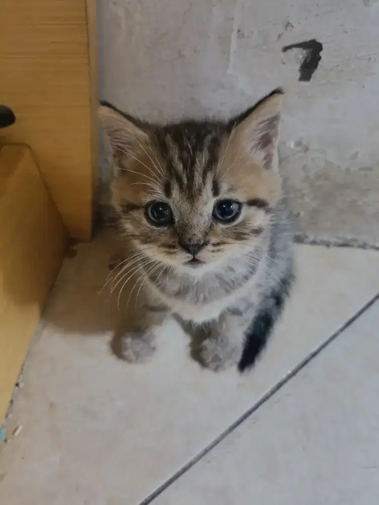 ANAK KUCING SIAP ADOP