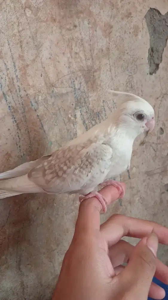 Lolohan falk parkit Australia jinak mainan anak