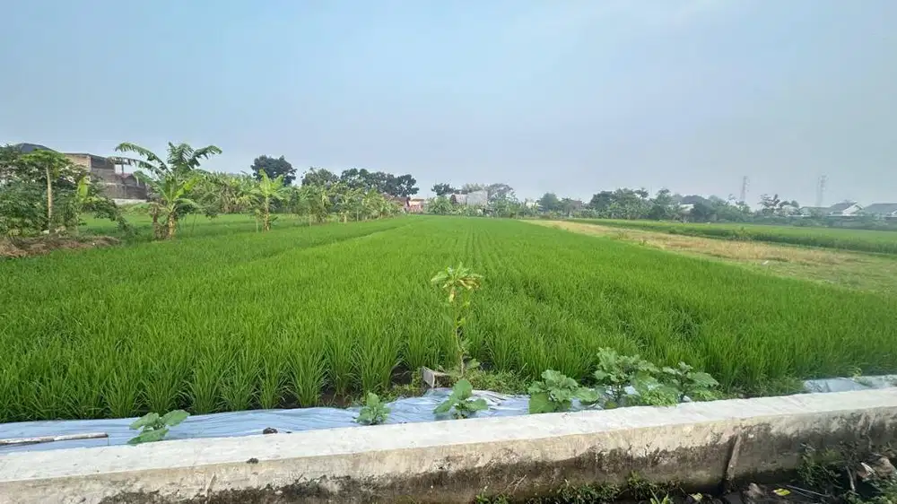 Di Sewakan Tanah/Sawah