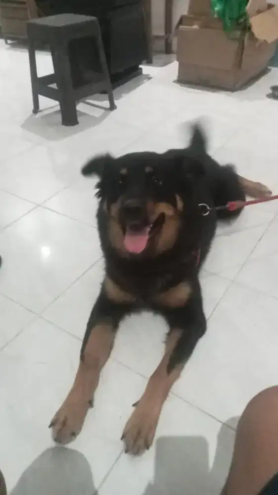 Jual Anjing Rottweiler