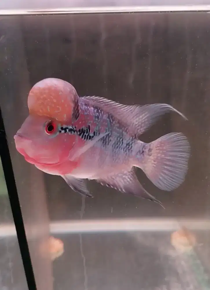 Ikan louhan srd 3 jarian