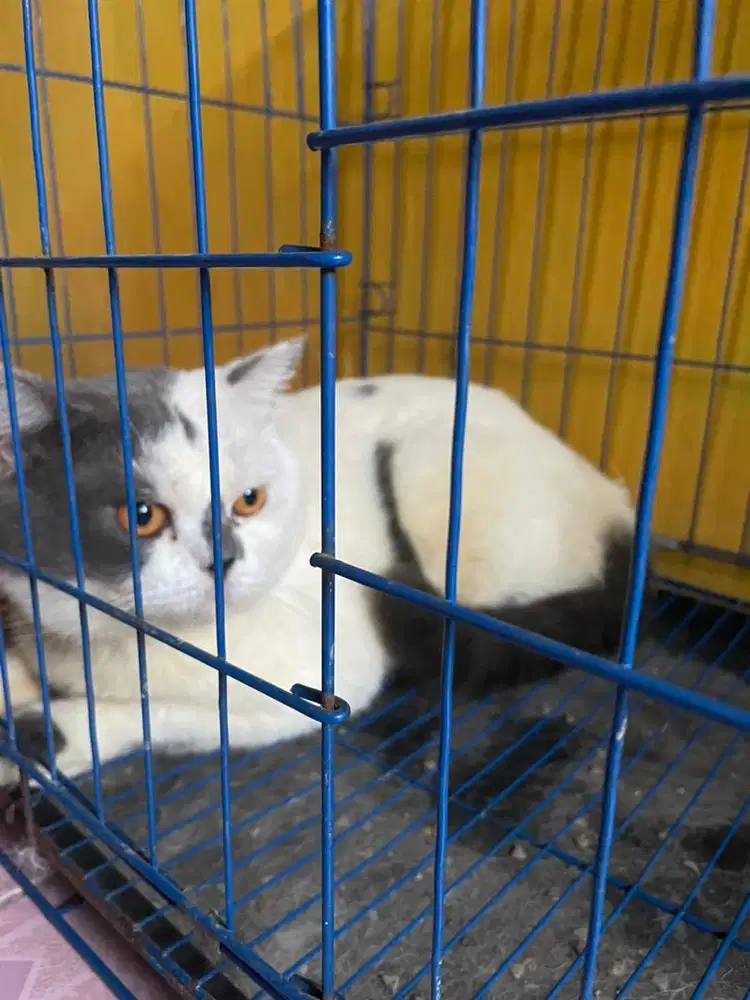 Jasa Pacak Britishshort Hair Bicolor