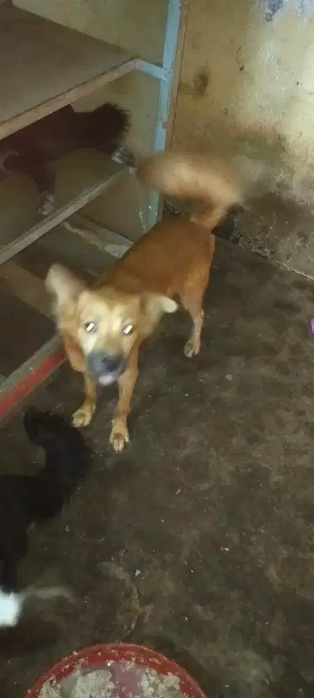 Anjing mix sepasang usia 8 bln