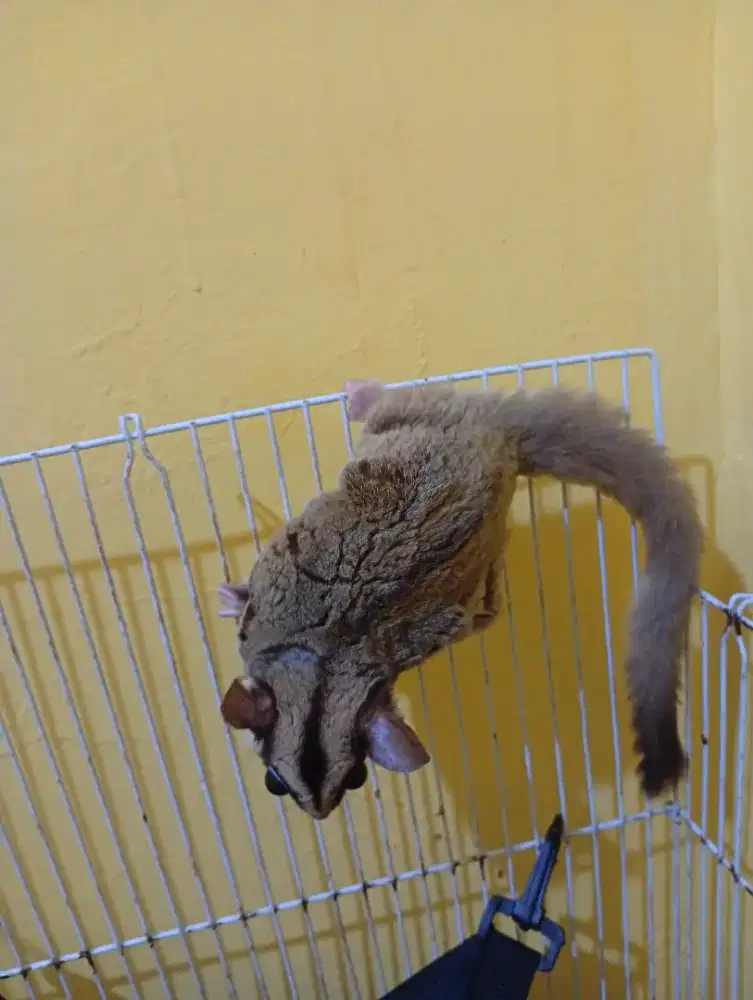 SG Betina Suka kawin/siap produksi