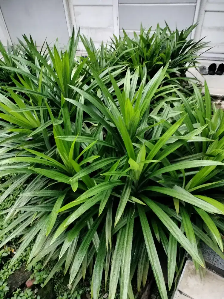 Pohon pandan  daun besar