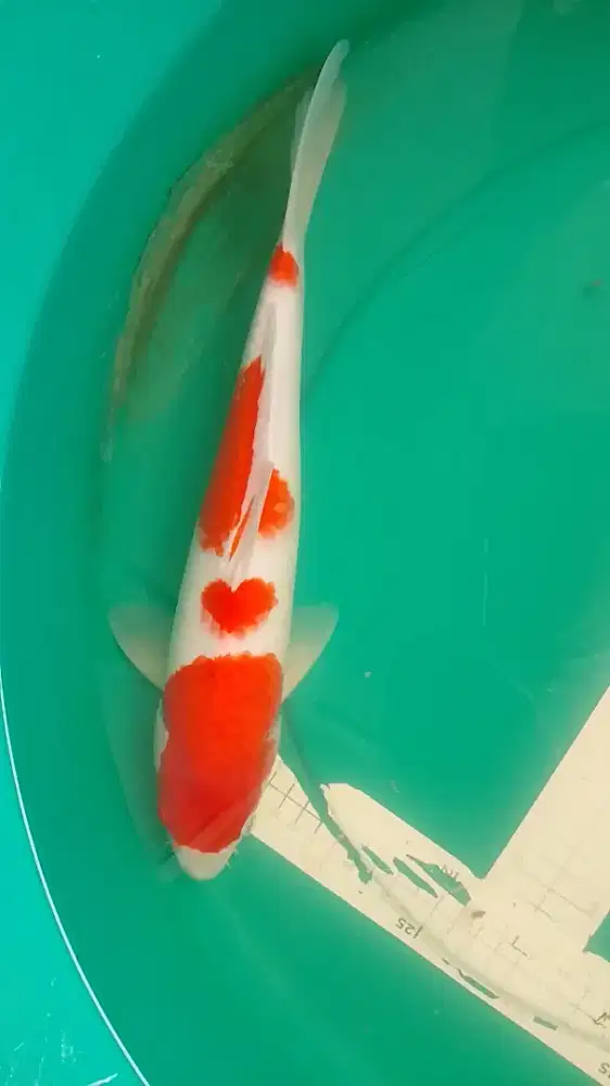Ikan koi jenis Kohaku 38cm pola original