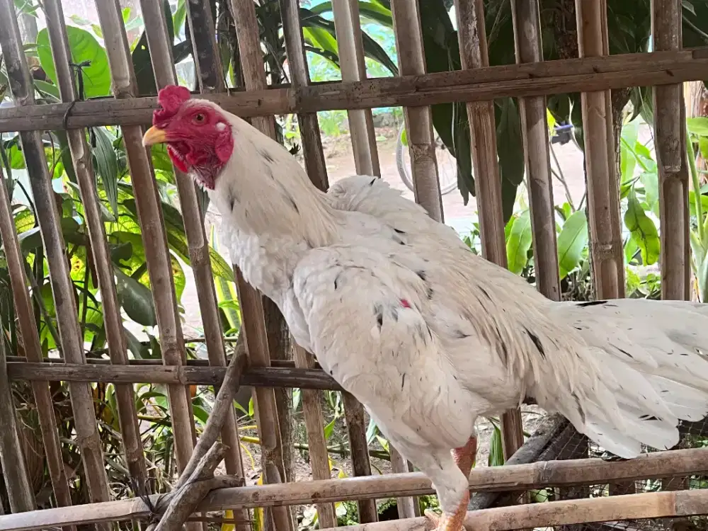 Ayam Jago Kampung sehat