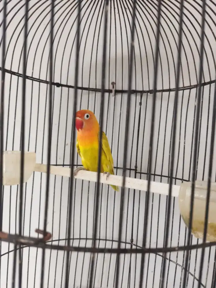 Lovebird Betina produktif