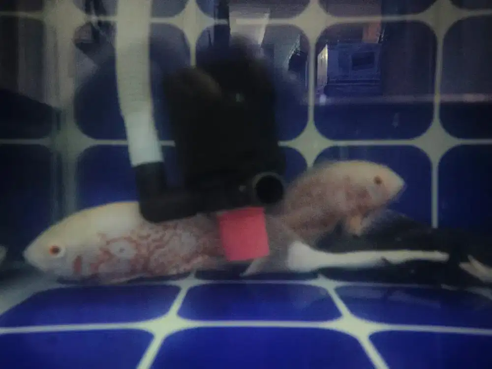 Oskar Nemo  2 , RTC 1