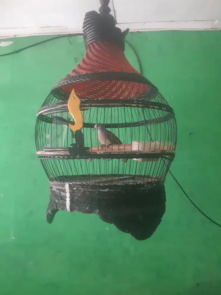 Perkutut Katuranggan Rajeg Wesi