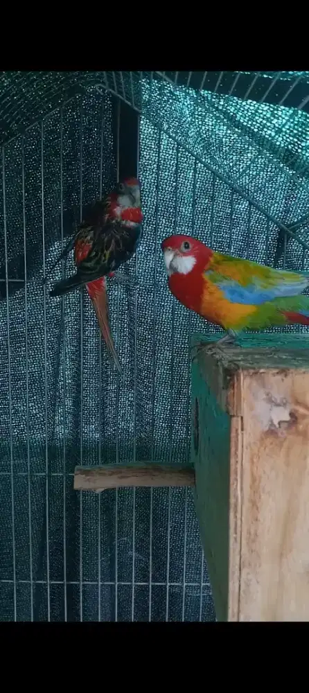 Rosella cantik sepasang