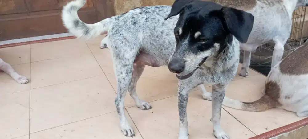 Di jual Induk anjing