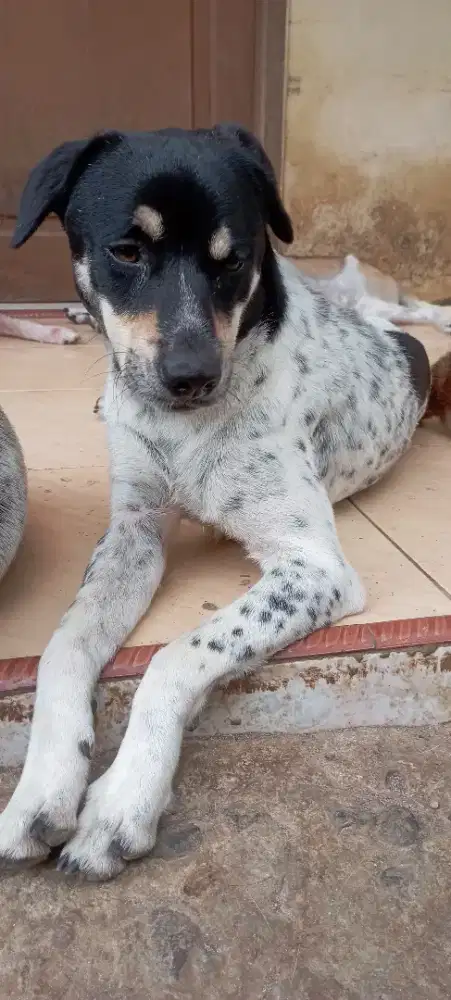 Jual Induk anjing Jantan