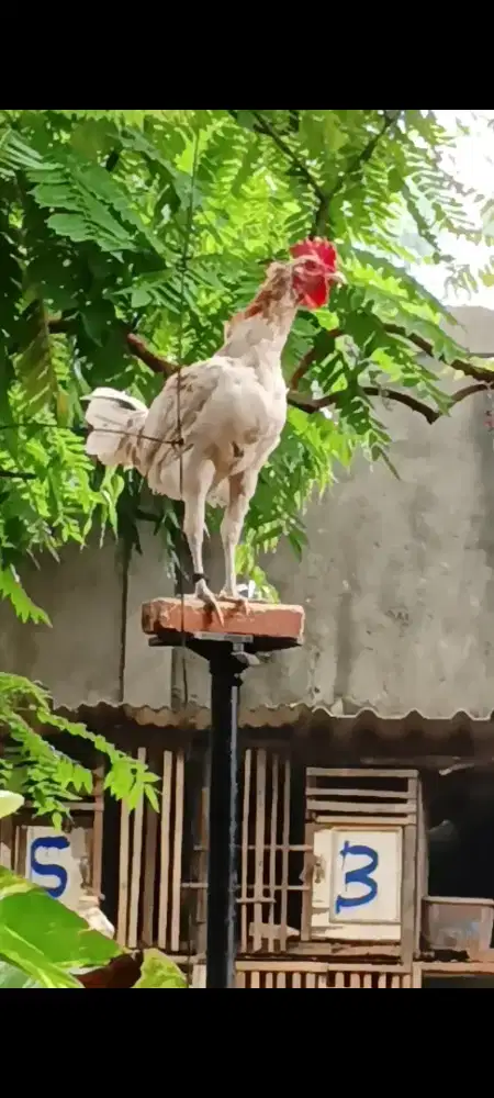 Ayam ketawa muda,dursam