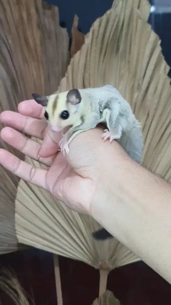 Sugarglider platinum