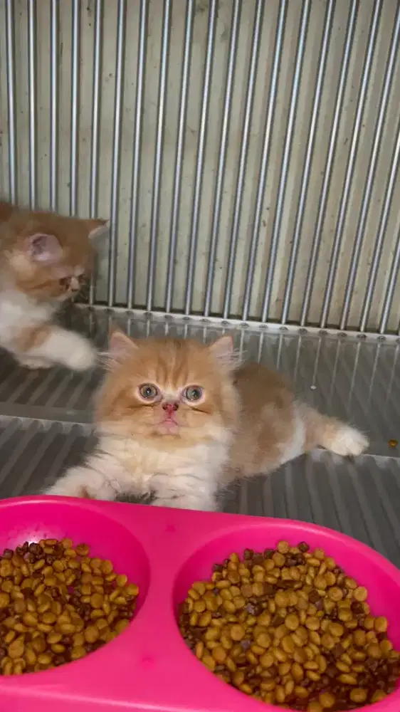 Anabul Persia Sehat Lincah