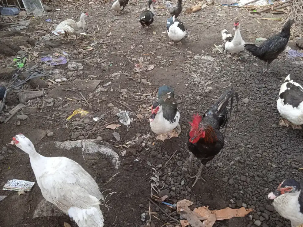 Mentok Entok Dan Ayam