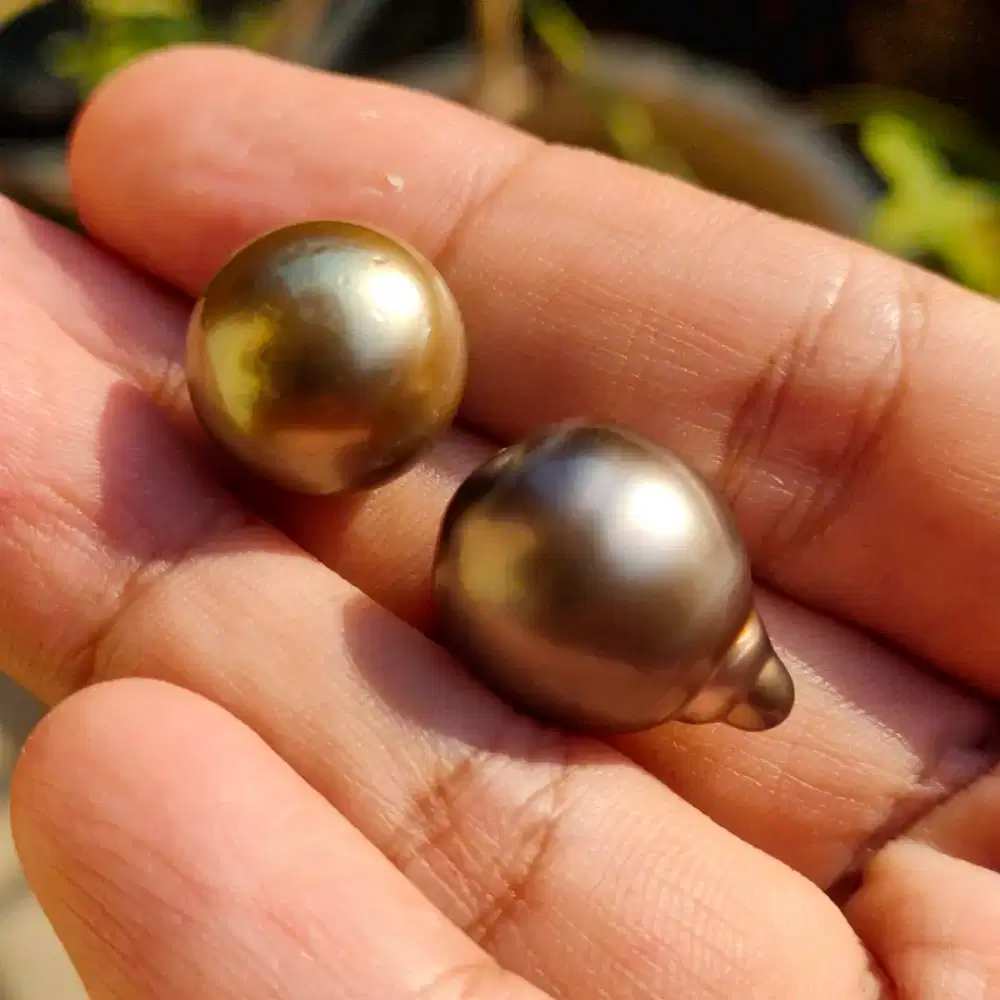 Mutiara Laut Hitam Gold Tahiti Tahitian Kuno Jumbo Pearl Unik Langka