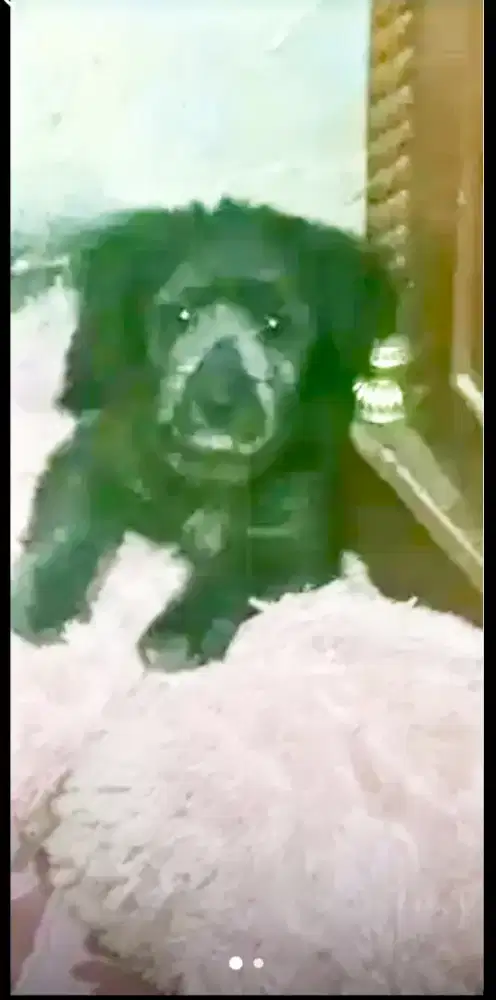 Anak Anjing Wikclow terrier Betina