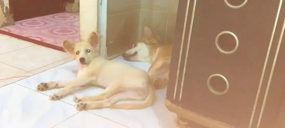 Anjing campuran Mini pincher Betina Usia 3 bln