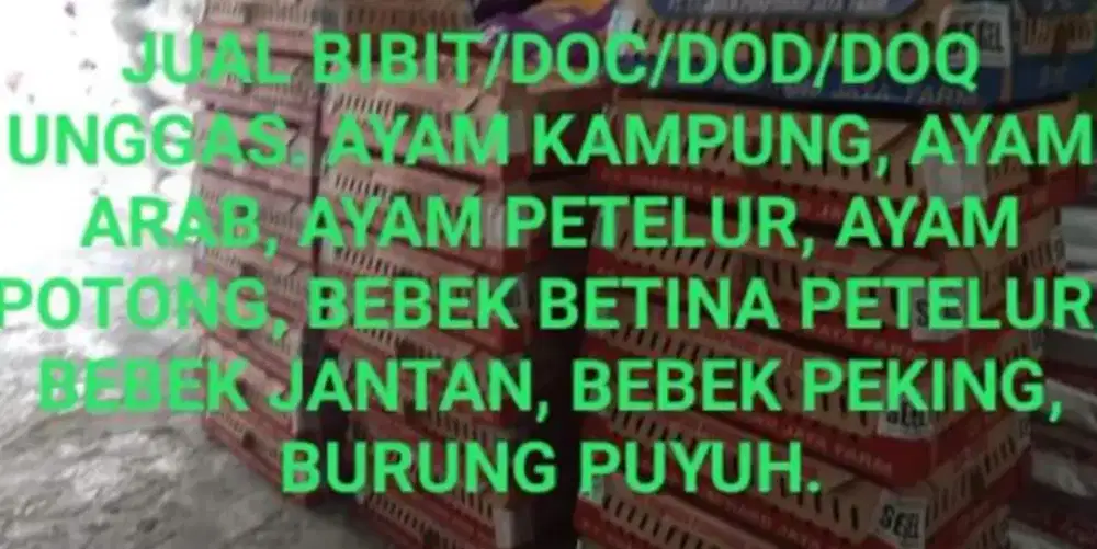Bibit / DOC Ayam Petelur kwalitas Super.