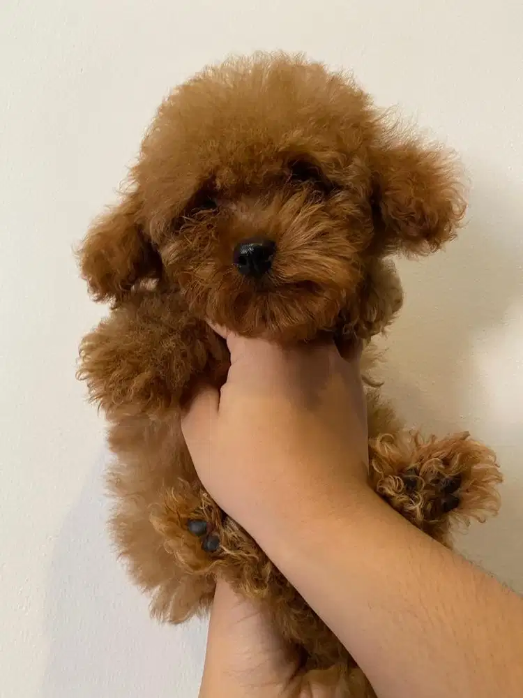 Poodle red jantan superrrr tiny