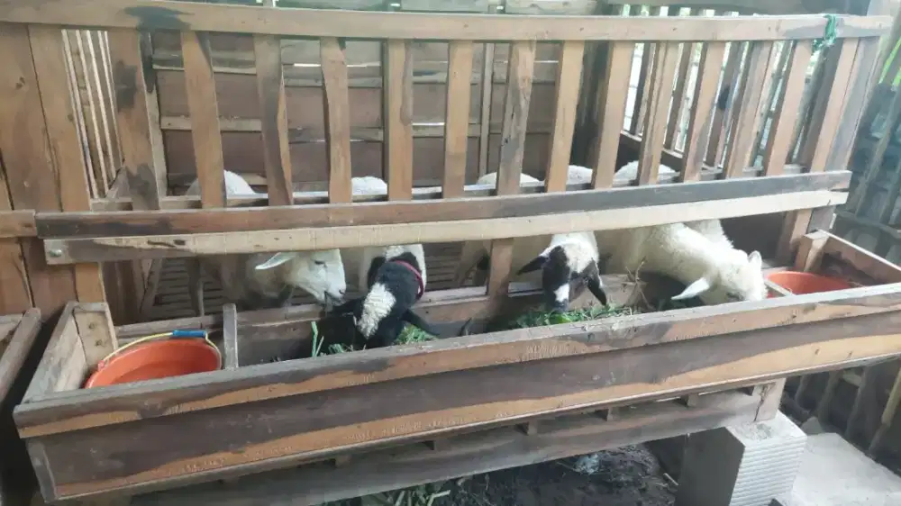 Domba F1 TEXEL DAN DORPER