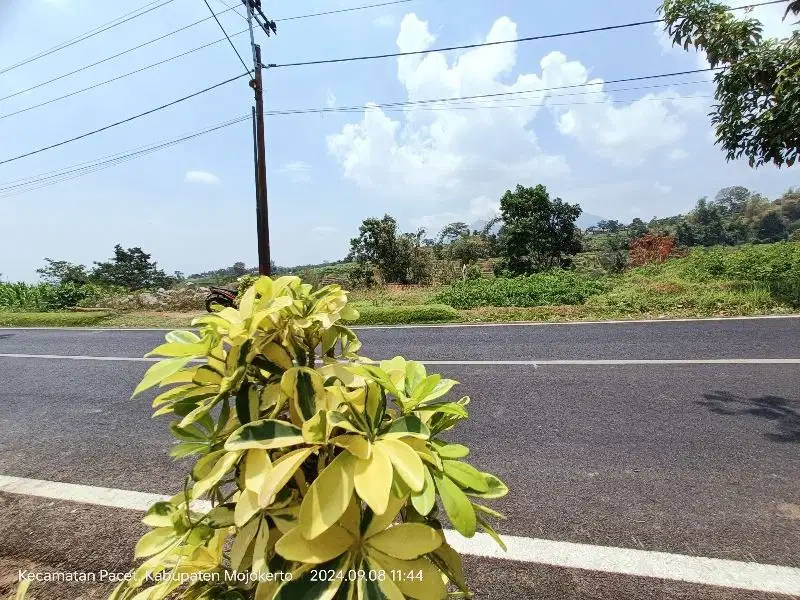 TANAH PACET  DEKAT  WISATA BERHAH DEVALEY