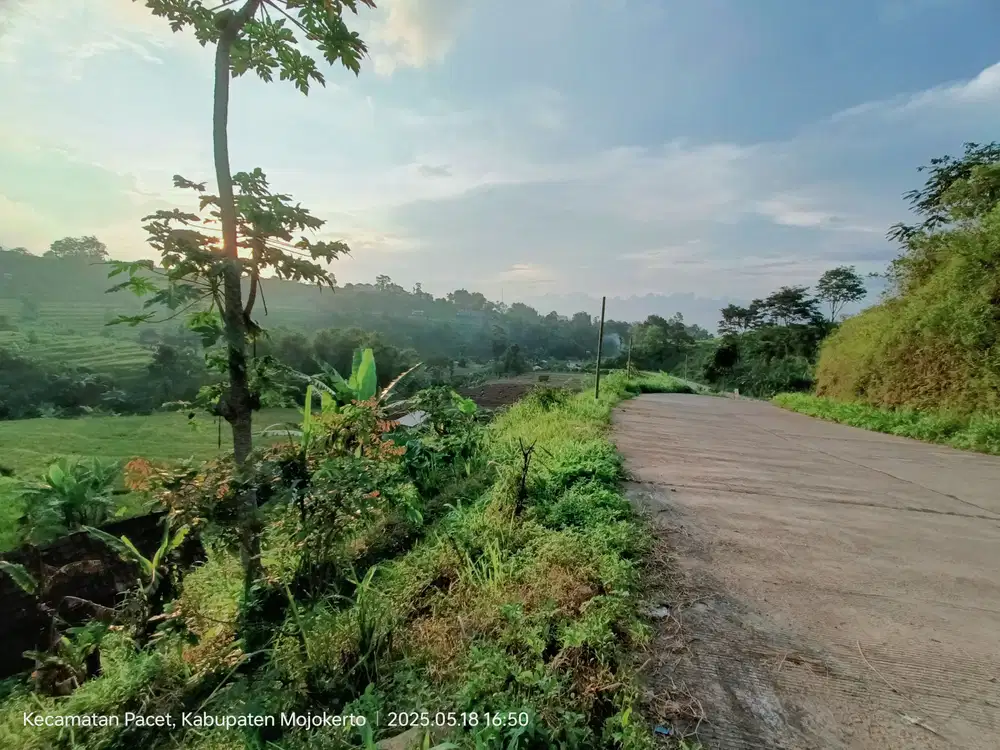 TANAH DESA PACET ARAH AIR PANAS PACET MOJOKERTO